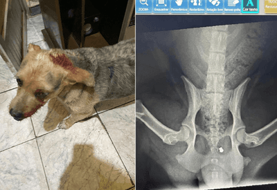 Cachorro agredido com pedaço de madeira é resgatado em Duque de Caxias (RJ)