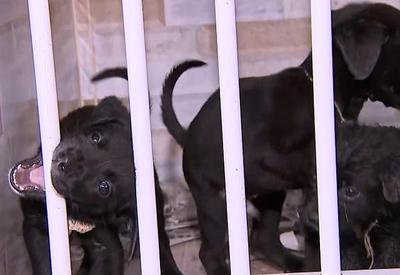 Polícia Militar resgata dez filhotes de cachorro abandonados na Grande SP