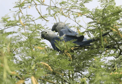Criadouro rebate acusações e diz manter 98 ararinhas-azuis saudáveis na Caatinga