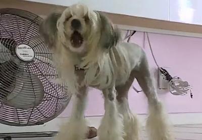SC: prefeitura derruba projeto de lei que proibia cachorros de latir
