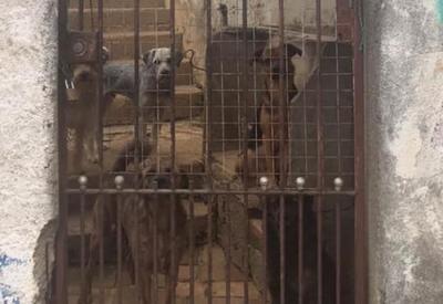 SP: Após dono sofrer AVC, cães buscam novo lar com ajuda de voluntários