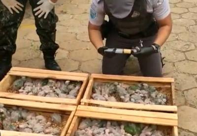 SP: Polícia Rodoviária resgata 160 filhotes de papagaio durante abordagem