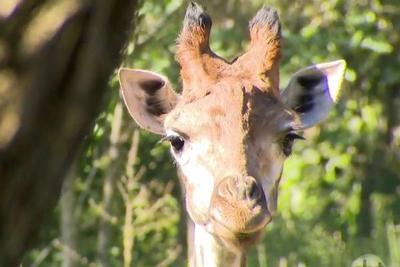 SP: Zoológico de Itatiba recebe girafas em extinção