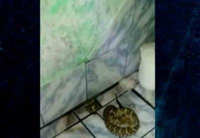 SP: homem encontra cobra cascavel no banheiro de casa