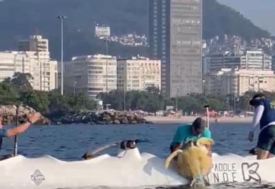 Tartaruga marinha é resgatada por grupo de canoagem na Baía de Guanabara, no Rio
