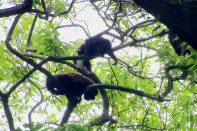 São Paulo registra a morte de outros 10 macacos por febre amarela