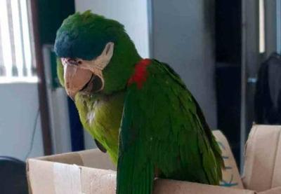 Segurança do metrô faz massagem cardíaca e salva vida de papagaio eletrocutado