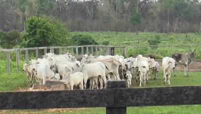 Mais de sete mil cabeças de gado morreram de fome em Roraima por conta de praga