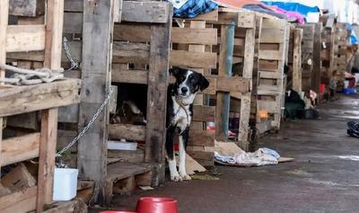 Governo do RS oferece R$ 450 para incentivar adoção de animais resgatados em enchentes