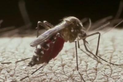 Surto de dengue tipo 2 preocupa especialistas 