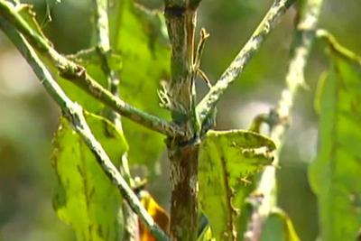 Tempestade de granizo castigo plantações no sul de Minas Gerais