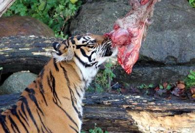 Zoológico na Dinamarca causa polêmica ao pedir doação de animais domésticos para alimentar predadores