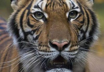 Tigre testa positivo para o novo coronavírus em Nova York