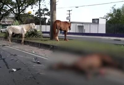 Cavalos são atropelados, resgate demora e população protesta em Recife