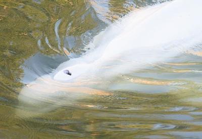França: baleia beluga perdida no Rio Sena morre durante resgate