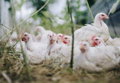 UE pode ter surto de gripe aviária em meio à pandemia de Covid-19