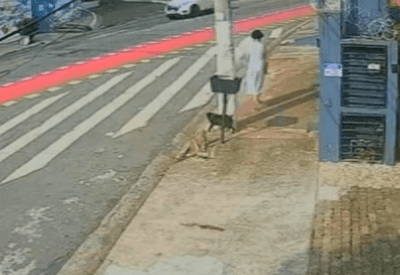 Abandono de animais cresce no fim do ano no Brasil, que soma 30 milhões de pets deixados nas ruas