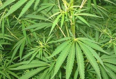 Comissão da Câmara aprova PL que autoriza cultivo de Cannabis