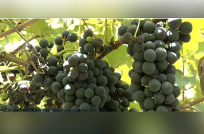 Pisa da uva celebra início da safra e impulsiona turismo na Serra Gaúcha