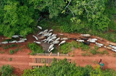 Vaqueiro é morto durante operação do Ibama em terra indígena no Pará