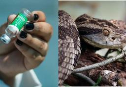 Imagem da notícia Hospital erra e aplica antídoto para picada de cobra no lugar de vacina em 11 recém-nascidos de SC
