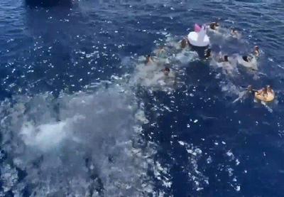 Vídeo: Guarda Costeira dos EUA atira em tubarão para evitar ataque