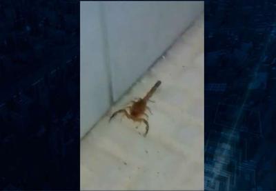 Vídeo mostra baratas e escorpiões dentro de hospital público de Recife
