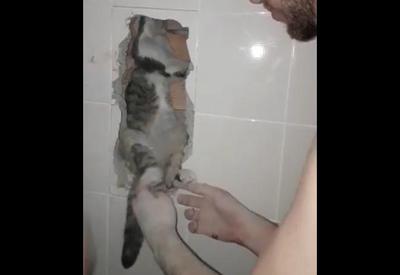 Vídeo: gata é salva após ficar 3 dias presa em vão entre duas casas