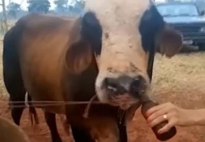 Vídeo: mulher dá cerveja para vaca, filma e posta nas redes sociais