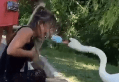 Vídeo: mulher é "forçada" a colocar máscara por cisne