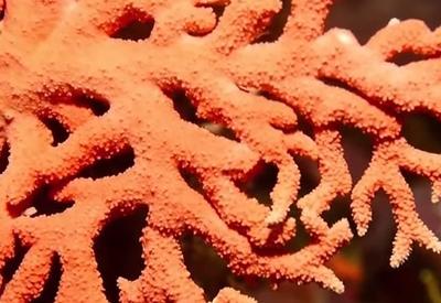 Mudanças climáticas impulsionam alerta para a alteração na coloração de corais; entenda