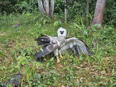 Ameaçado de extinção, filhote de gavião-real ferido é resgatado no Pará