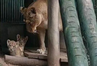 Zoológico de SP anuncia nascimento de bebês leões