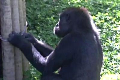 Zoológico de Belo Horizonte reabre após uma semana de interdição