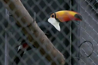 Zoológico do Rio de Janeiro reabre após reforma