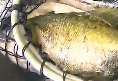 Suspeita de doença da urina preta afeta pescadores no Pará