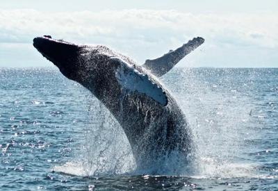 Mergulhador sobrevive após ficar preso na boca de baleia jubarte
