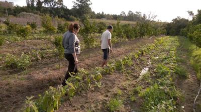 Agricultura familiar domina no RS, mas envelhecimento no campo preocupa