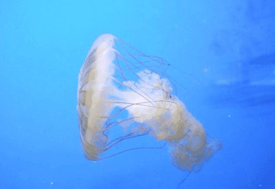 Queimaduras por águas-vivas batem recorde e atingem 90 mil banhistas no litoral gaúcho