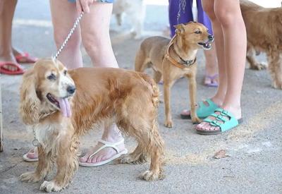 Senado aprova projeto para criar cadastro nacional de animais domésticos