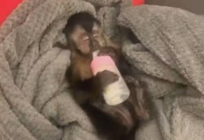 Macaca Anne: Justiça do DF manda Ibama devolver animal para família que a criava como bebê