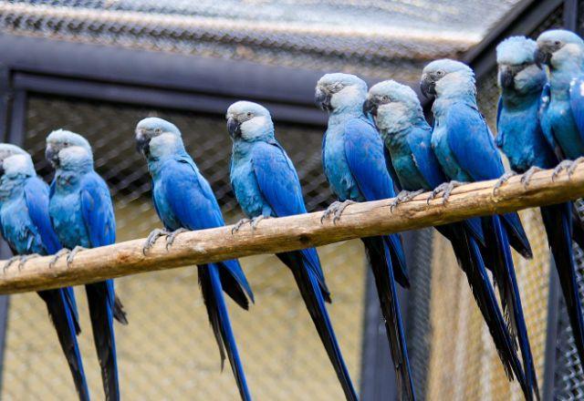 Ararinhas-azuis ganham espaço de visitação no Zoológico de SP