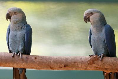 Ararinha-azul brasileira está no centro de disputa do zoológico da família mais poderosa da Índia
