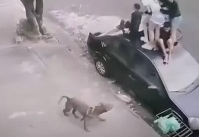 Ataque de pitbull: crianças tentam escapar do cão e sobem em teto de carro