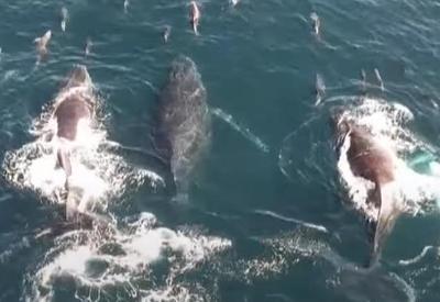 Baleias-jubarte encantam turistas no litoral de São Paulo