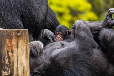 Bebê chimpanzé nasce em SP e zoológico pede ajuda para batizar animal; veja fotos