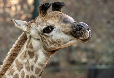 Zoológico de SP pede ajuda para batizar girafa recém-nascida
