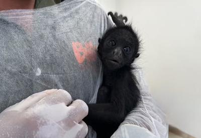 Filhote de macaco-aranha ameaçado de extinção ganha nome no Rio
