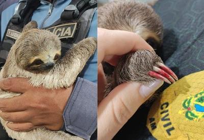 Filhote de bicho-preguiça é resgatado com as unhas pintadas em Parintins (AM)
