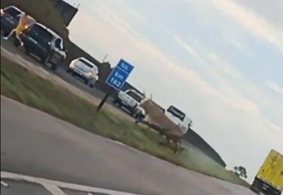 VÍDEO: Com medo de blitz, homem solta boi em rodovia de SC 